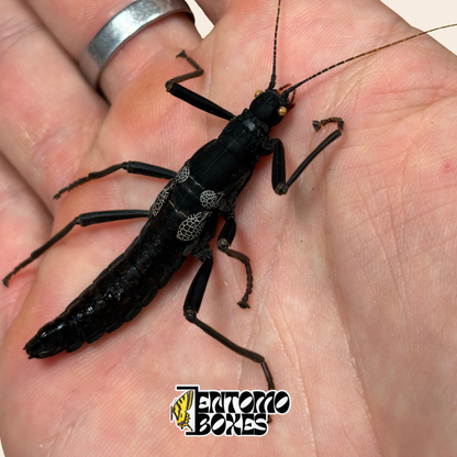 Nahaufnahme von Kopf und langen Fühlern eines getrockneten Peruphasma schultei Präparats, Black Beauty Gespensterschrecke