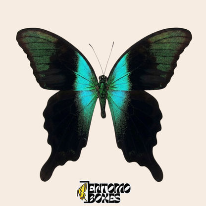 Papilio peranthus gespannter Schmetterling mit offenen grünen Flügeln