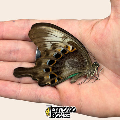 Papilio peranthus gepapertes Exemplar mit geschlossenen Flügeln in der Hand