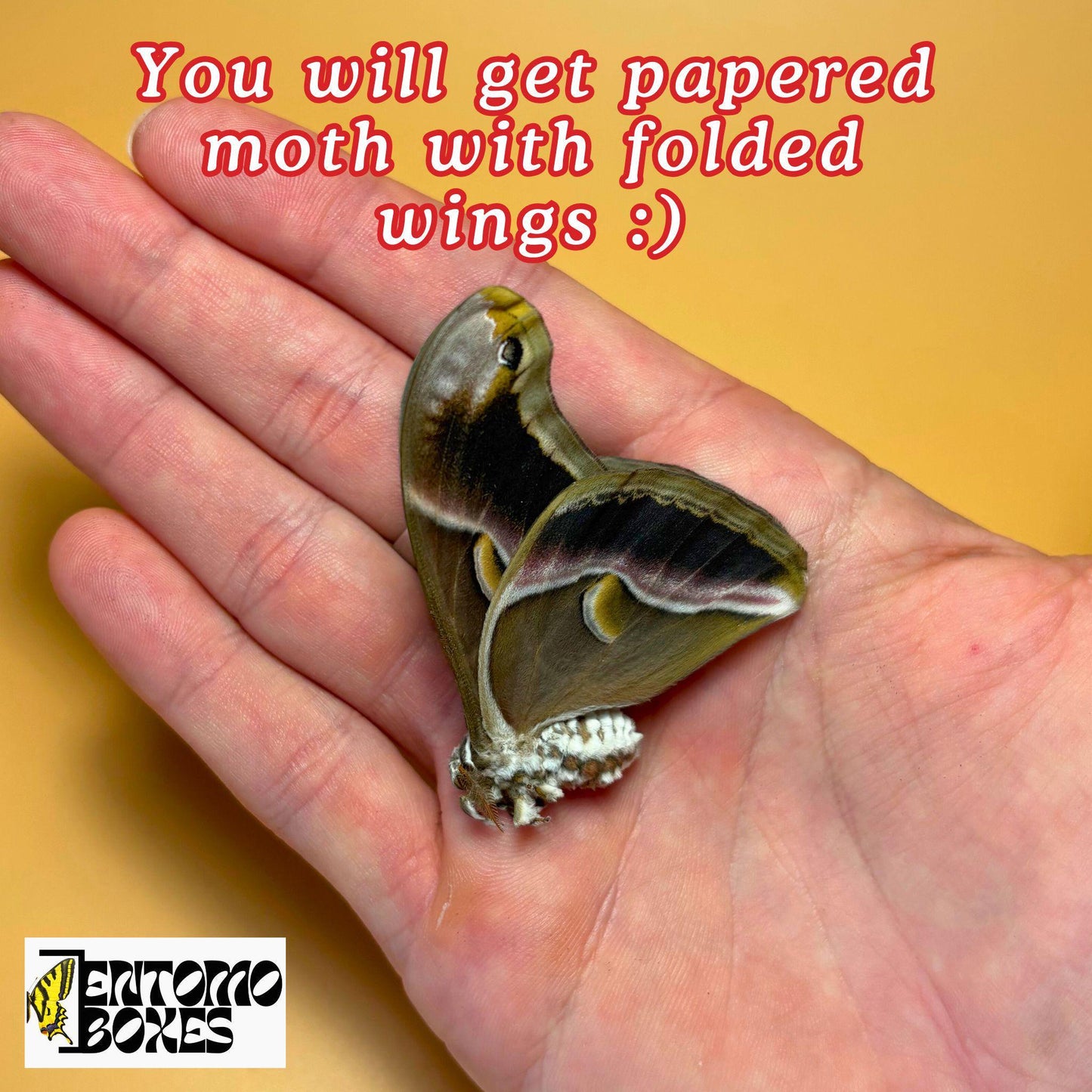 samia cynthia moth with folded wings