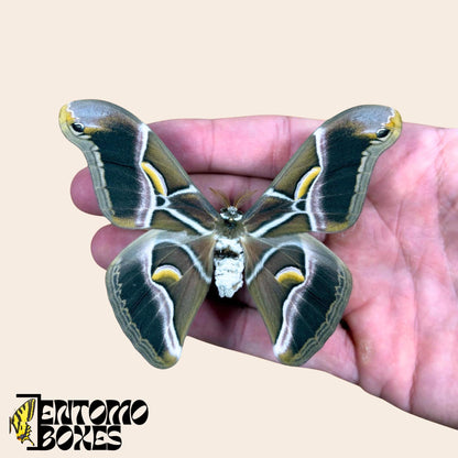 samia cynthia pinned male moth