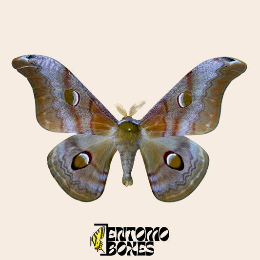 Saturnia cachara gespannt Männchen mit open Flügel