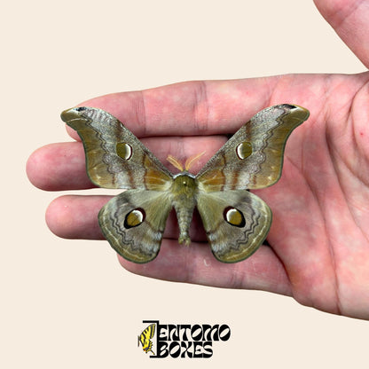 Saturnia cachara male