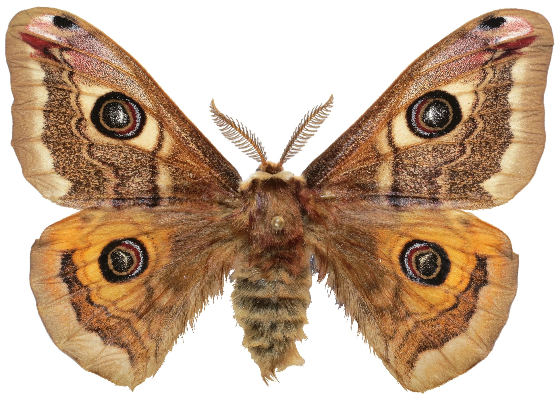 Männlicher Falter von Saturnia pavoniella mit ausgebreiteten Flügeln, mit je einem Augenfleck auf allen vier braun-orangen Flügeln