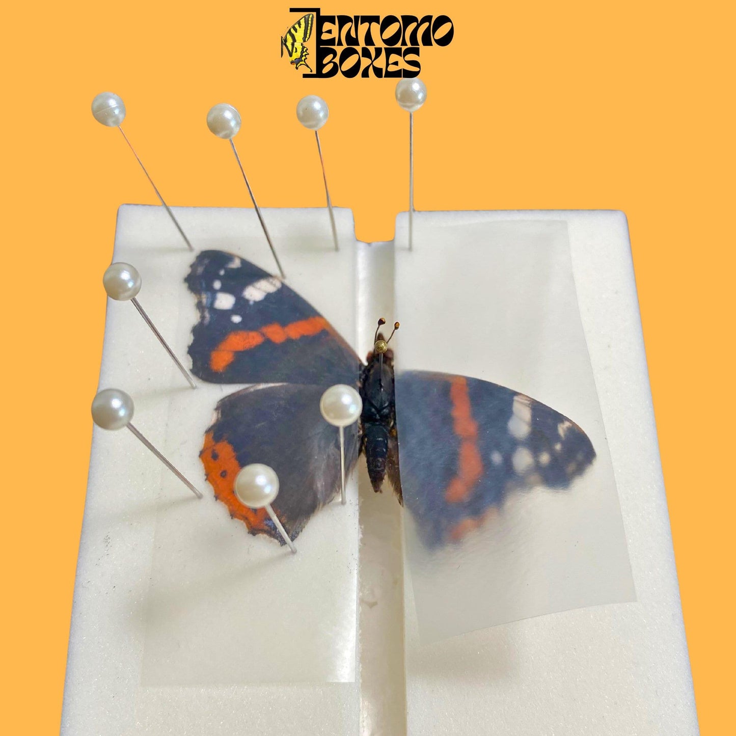 self healing foam insect pinning board with vanessa atalanta butterfly pinned on it