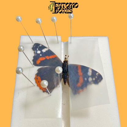 self healing foam insect pinning board with vanessa atalanta butterfly pinned on it