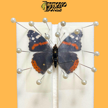 self healing foam insect pinning board with vanessa atalanta butterfly pinned on it