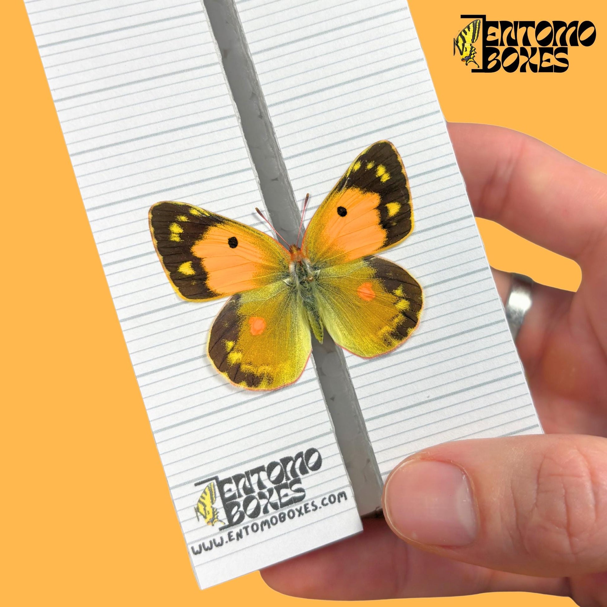 colias butterfly on entomoboxes butterfly pinning board