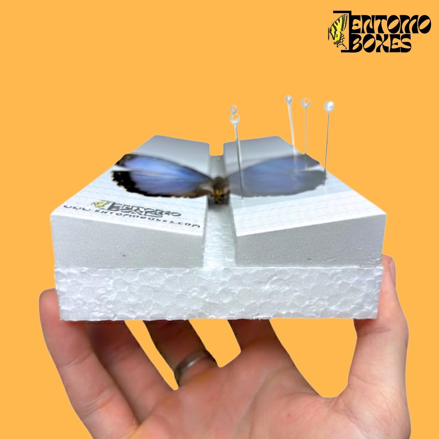 Standard angled insect pinning Board with Grid Sticker mounting spreading moths butterflies Taxidermy Entomology