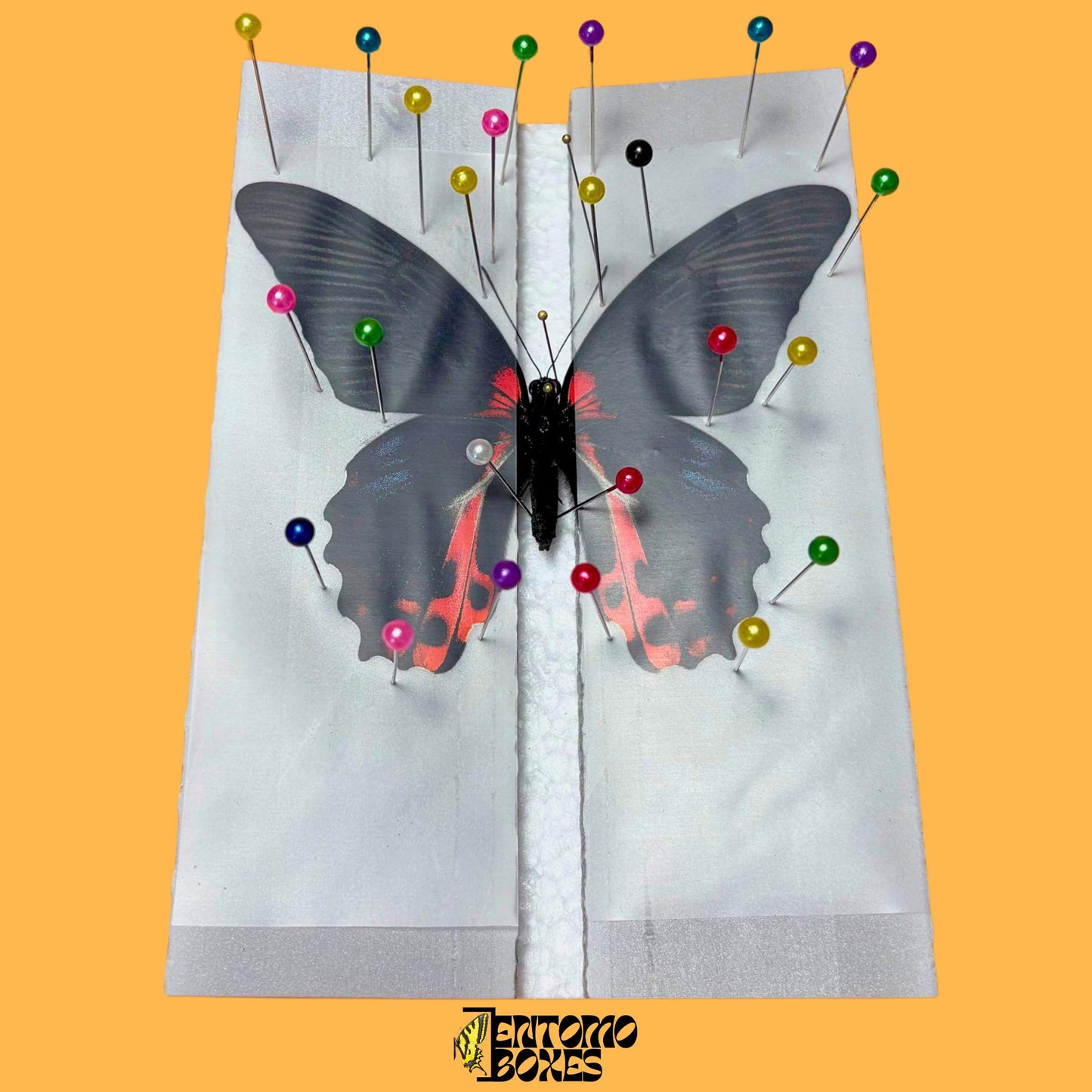 papilio rumanzovia pinned on a pinning board from entomoboxes