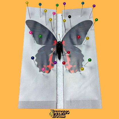 papilio rumanzovia pinned on a pinning board from entomoboxes