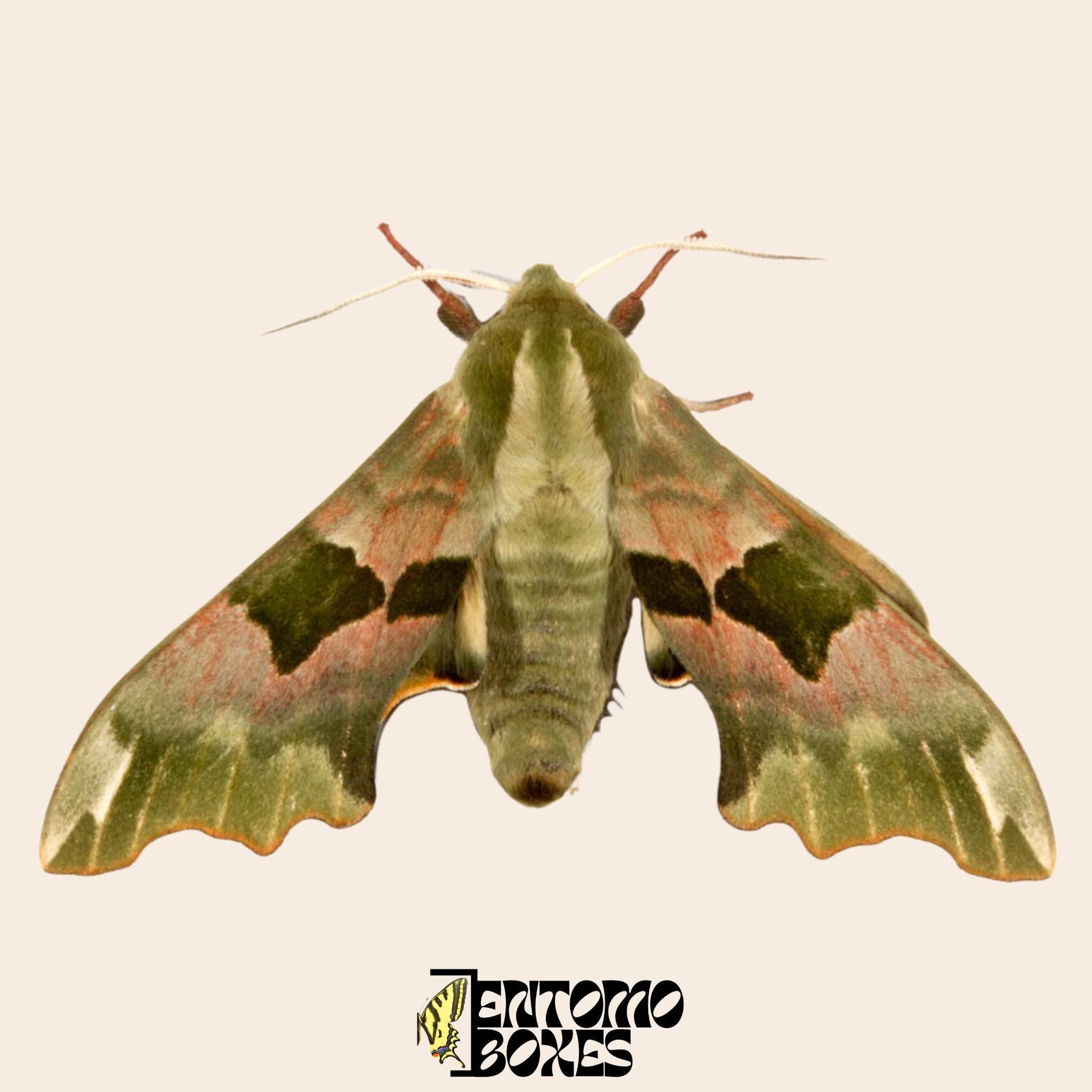 mimas tiliae hawkmoth Exemplar mit open Flügel