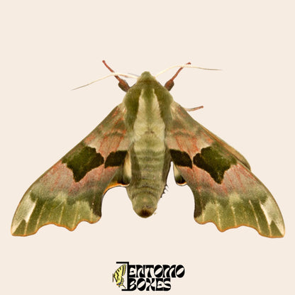 mimas tiliae hawkmoth Exemplar mit open Flügel