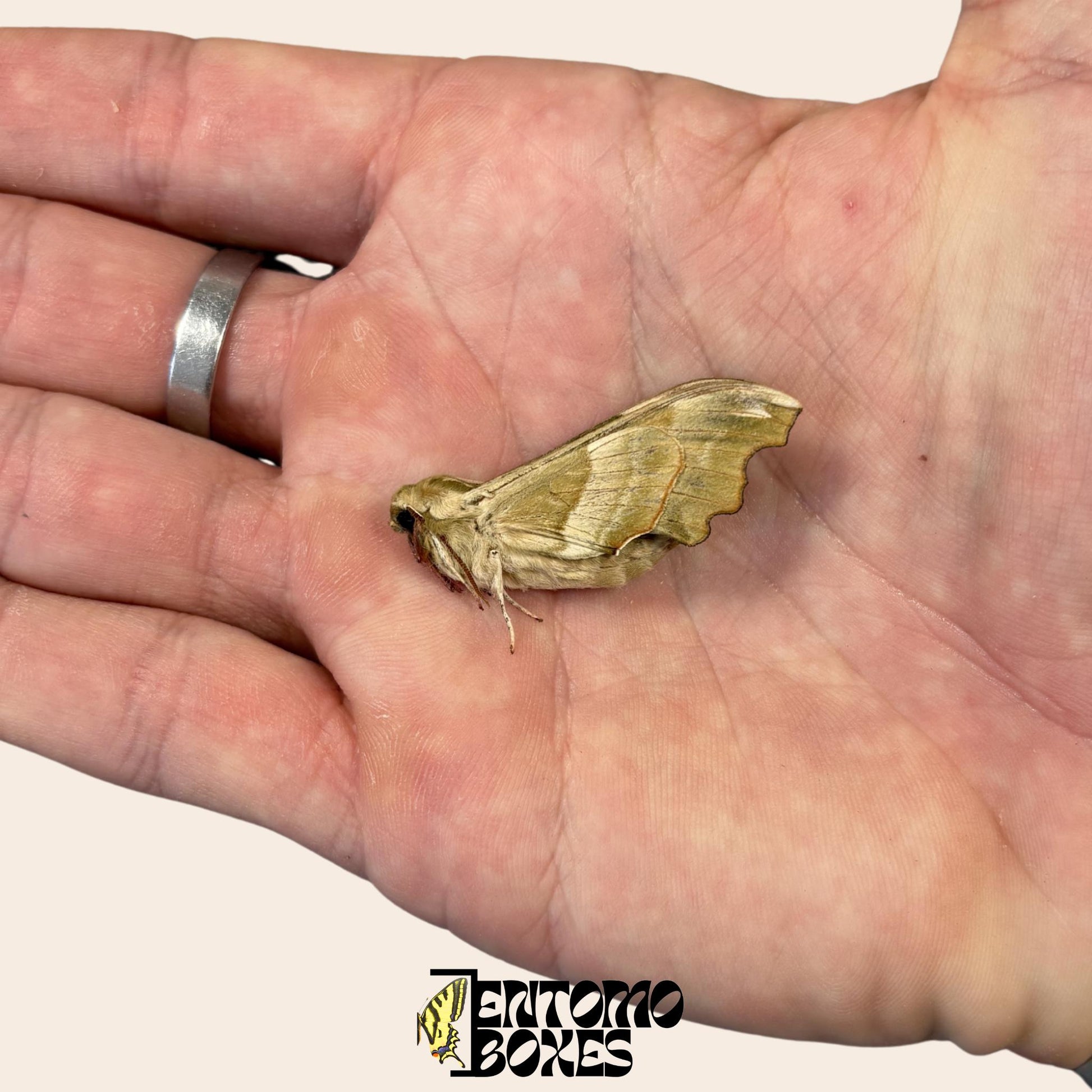 mimas tiliae hawkmoth Exemplar mit geschlossenen Flügeln