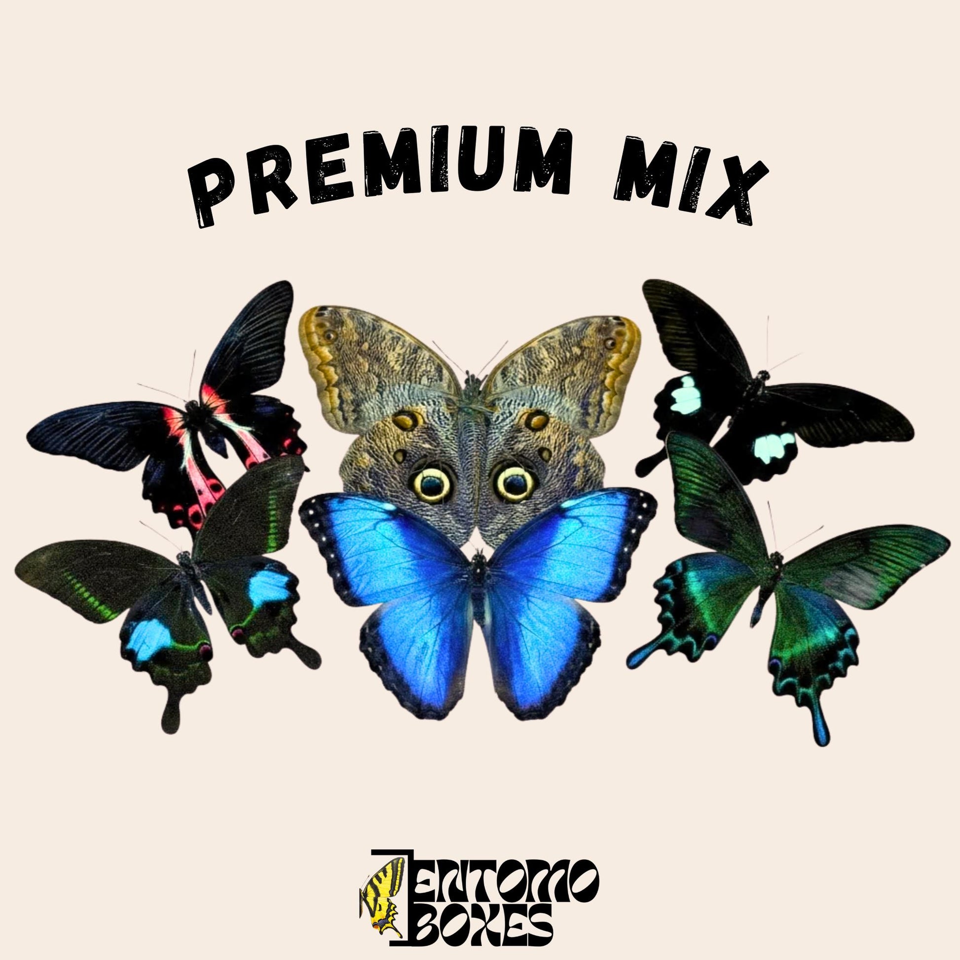 mix of tropical butterflies