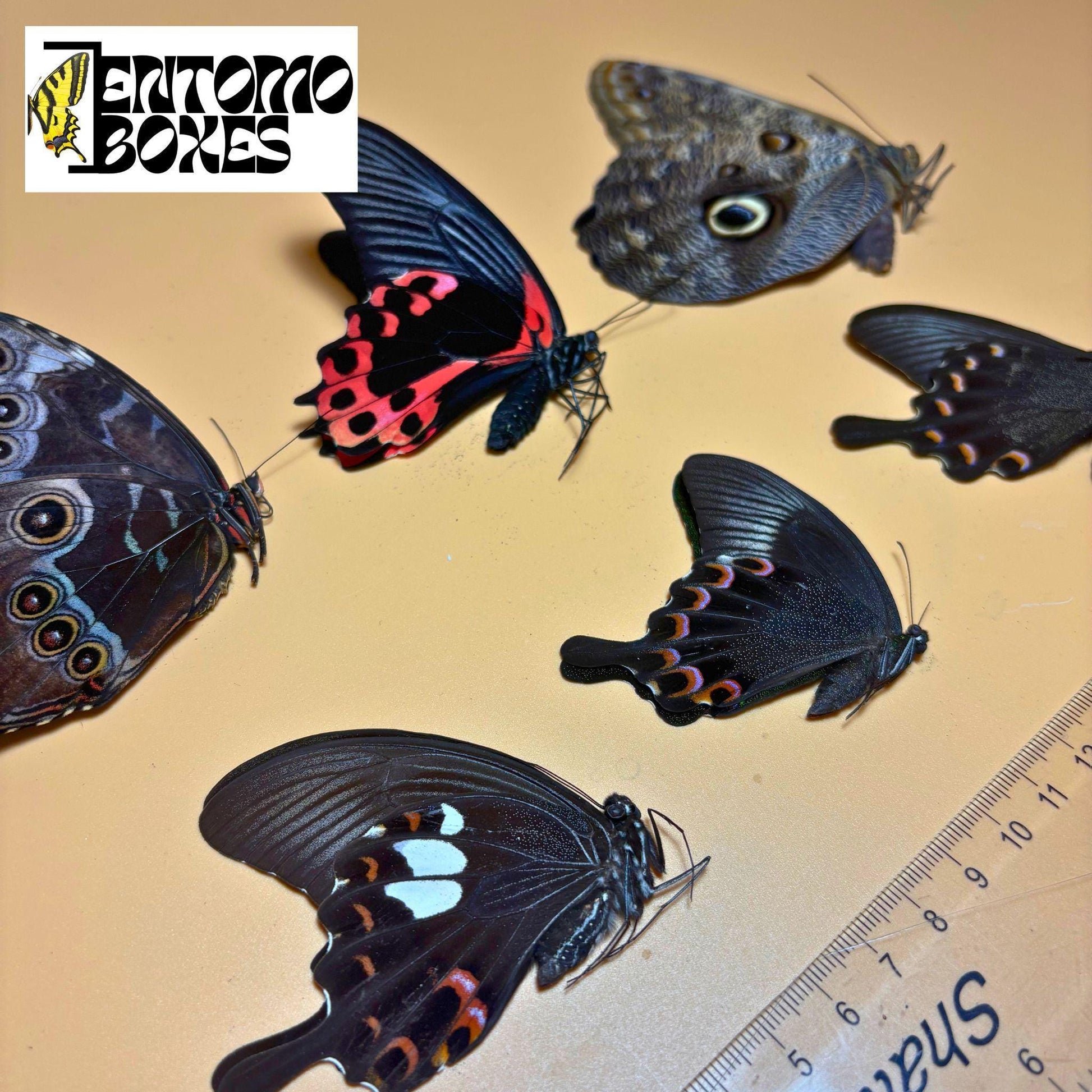 Tropical butterflies with folded wings