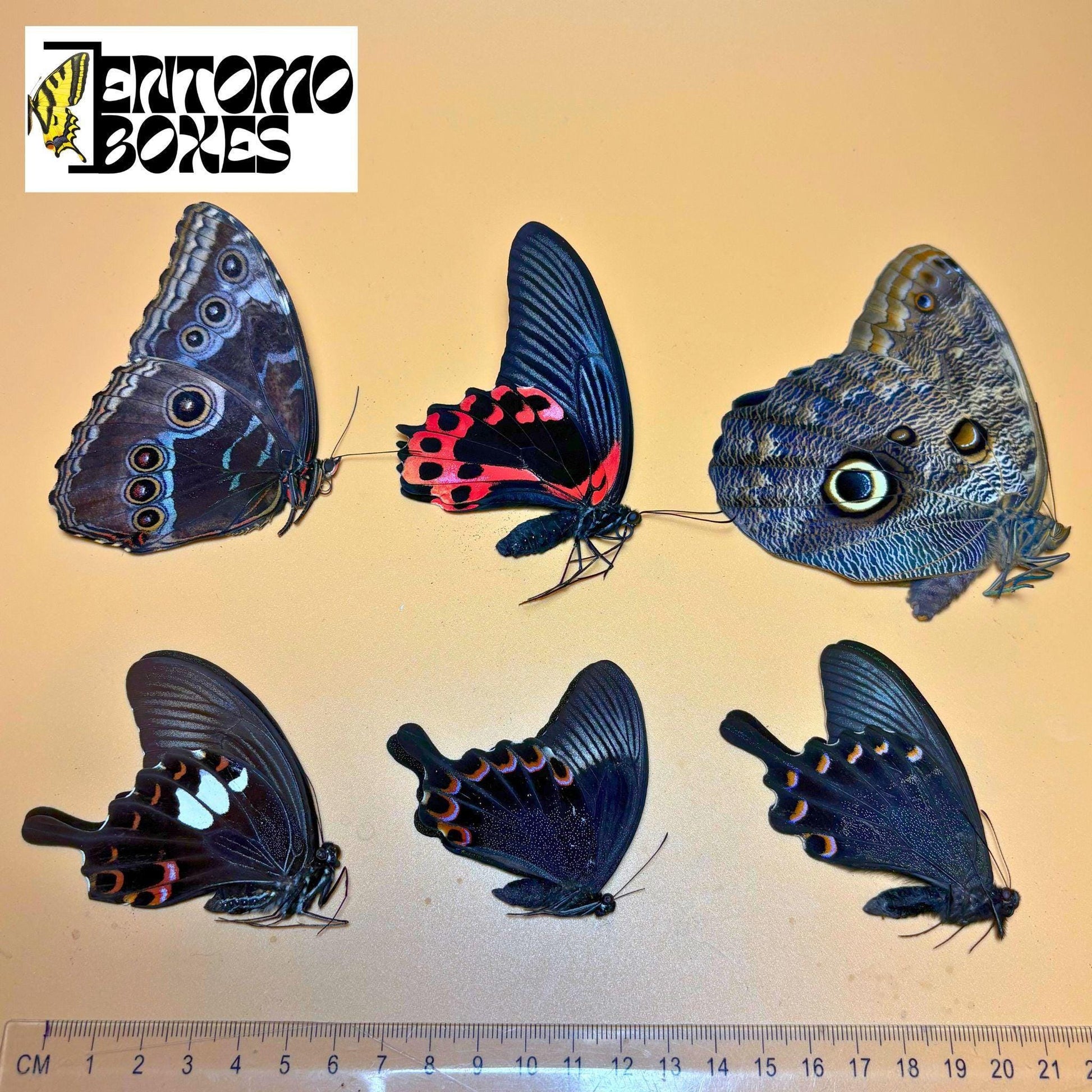 Tropical butterflies with folded wings