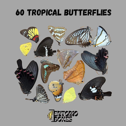 mix of dry tropical butterflies
