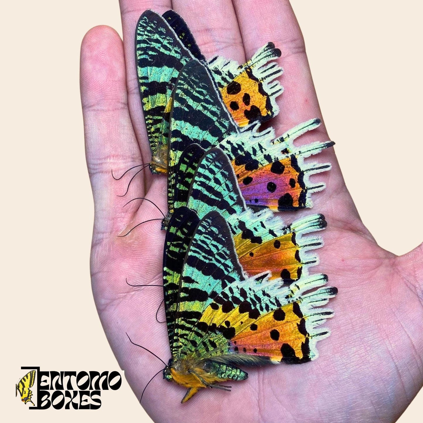 urania ripheus moths