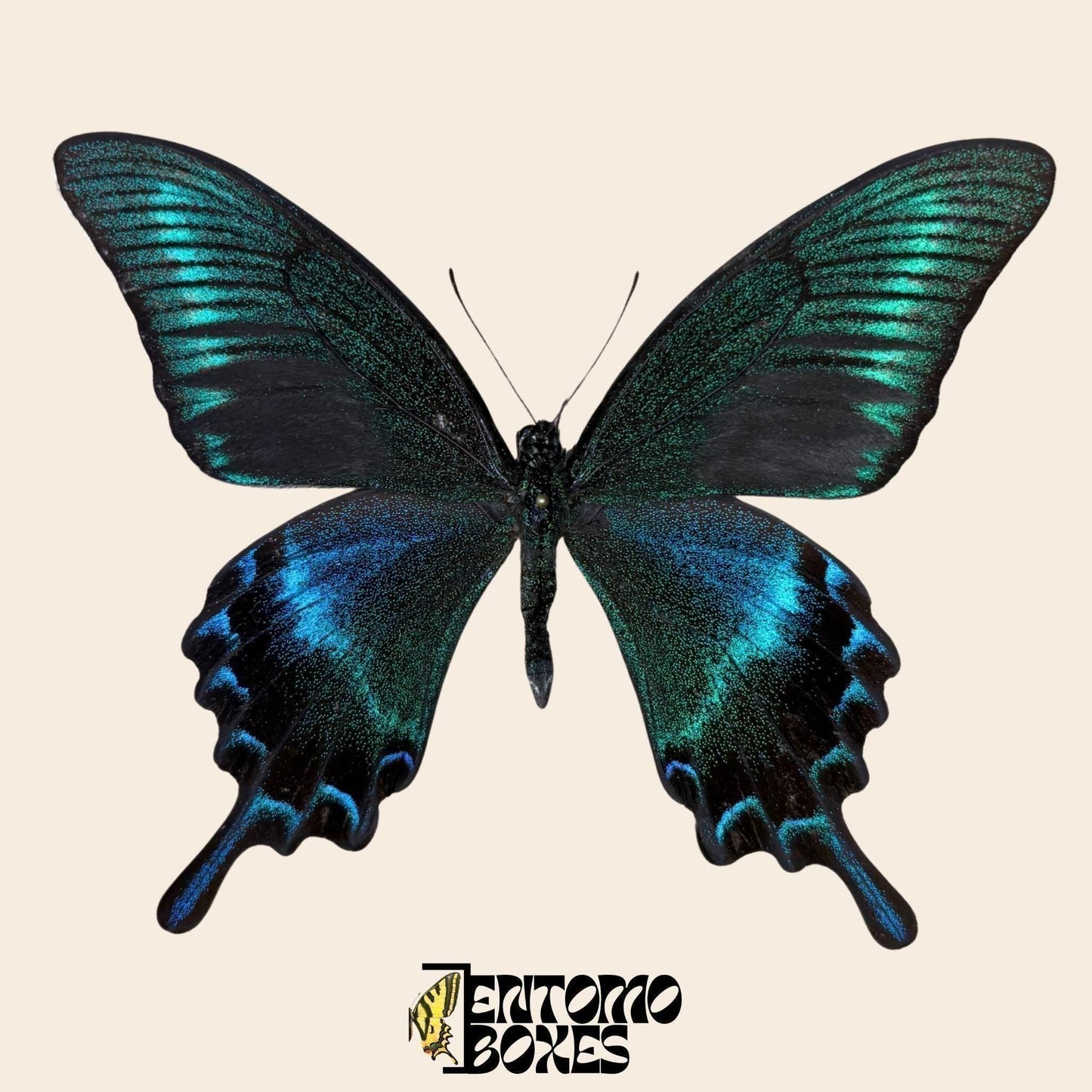 papilio maackii male pinned butterfly