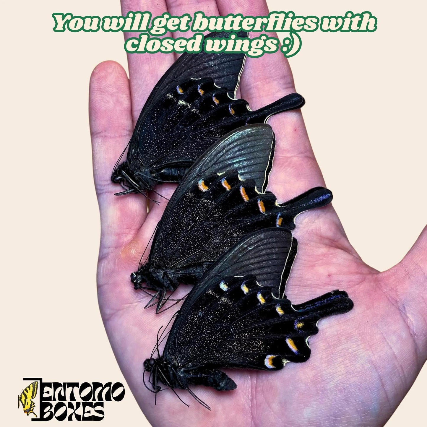 9 X Papilio maackii the alpine black swallowtail tropical papered butterflies taxidermy entomology