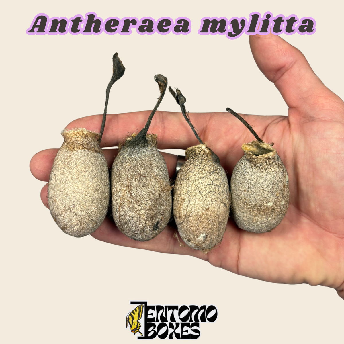 Leerer Antheraea-mylitta-Seidenspinner-Kokon, blassbraune geschlüpfte Kokonhülle in der Hand
