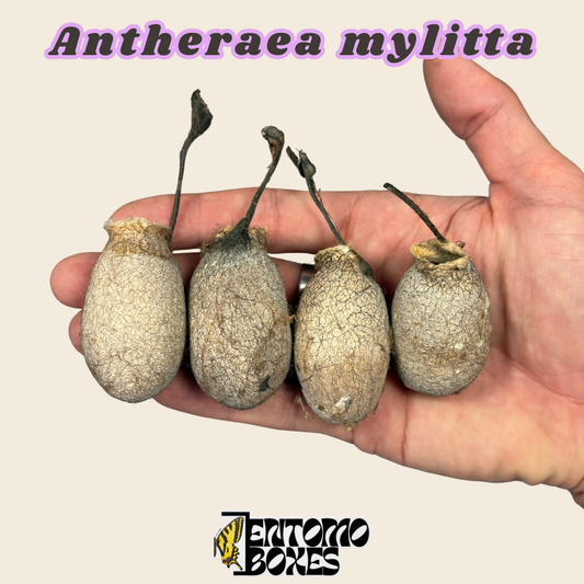 Leerer Antheraea-mylitta-Seidenspinner-Kokon, blassbraune geschlüpfte Kokonhülle in der Hand