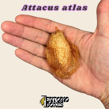 Leerer Attacus-atlas-Seidenspinner-Kokon, goldbraune geschlüpfte Kokonhülle in der Hand