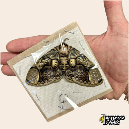 Brahmaea hearseyi Eulenspinner Weibchen, ungespanntes Exemplar mit offenen Flügeln flach auf Karton, in der Hand vor beigem Hintergrund