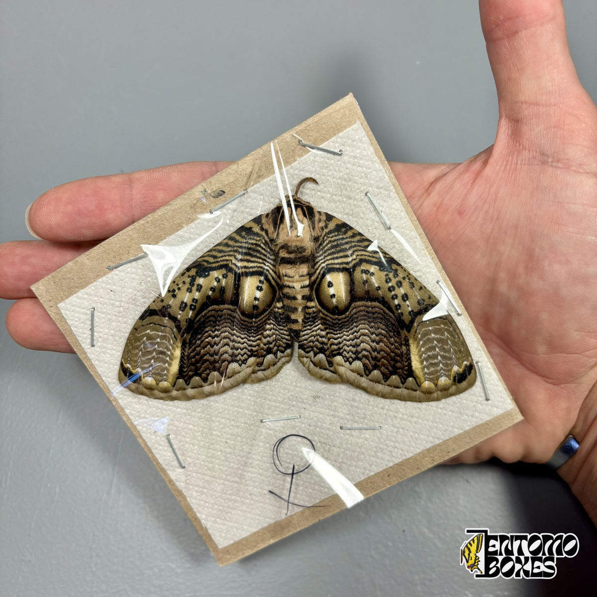 Brahmaea hearseyi Eulenspinner Weibchen, ungespanntes Exemplar mit offenen Flügeln flach auf Karton, in der Hand