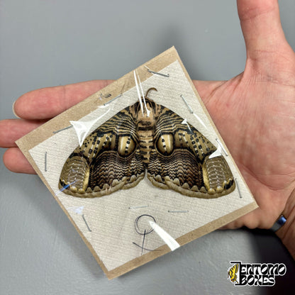 Brahmaea hearseyi Eulenspinner Weibchen, ungespanntes Exemplar mit offenen Flügeln flach auf Karton, in der Hand