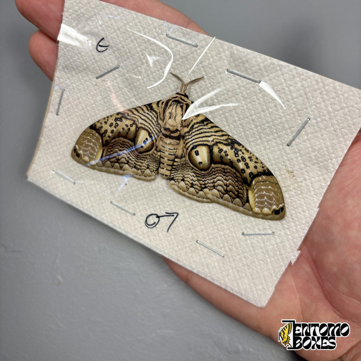 Brahmaea hearseyi Eulenspinner Männchen mit offenen Flügeln, ungespanntes Exemplar unter Folie, in der Hand
