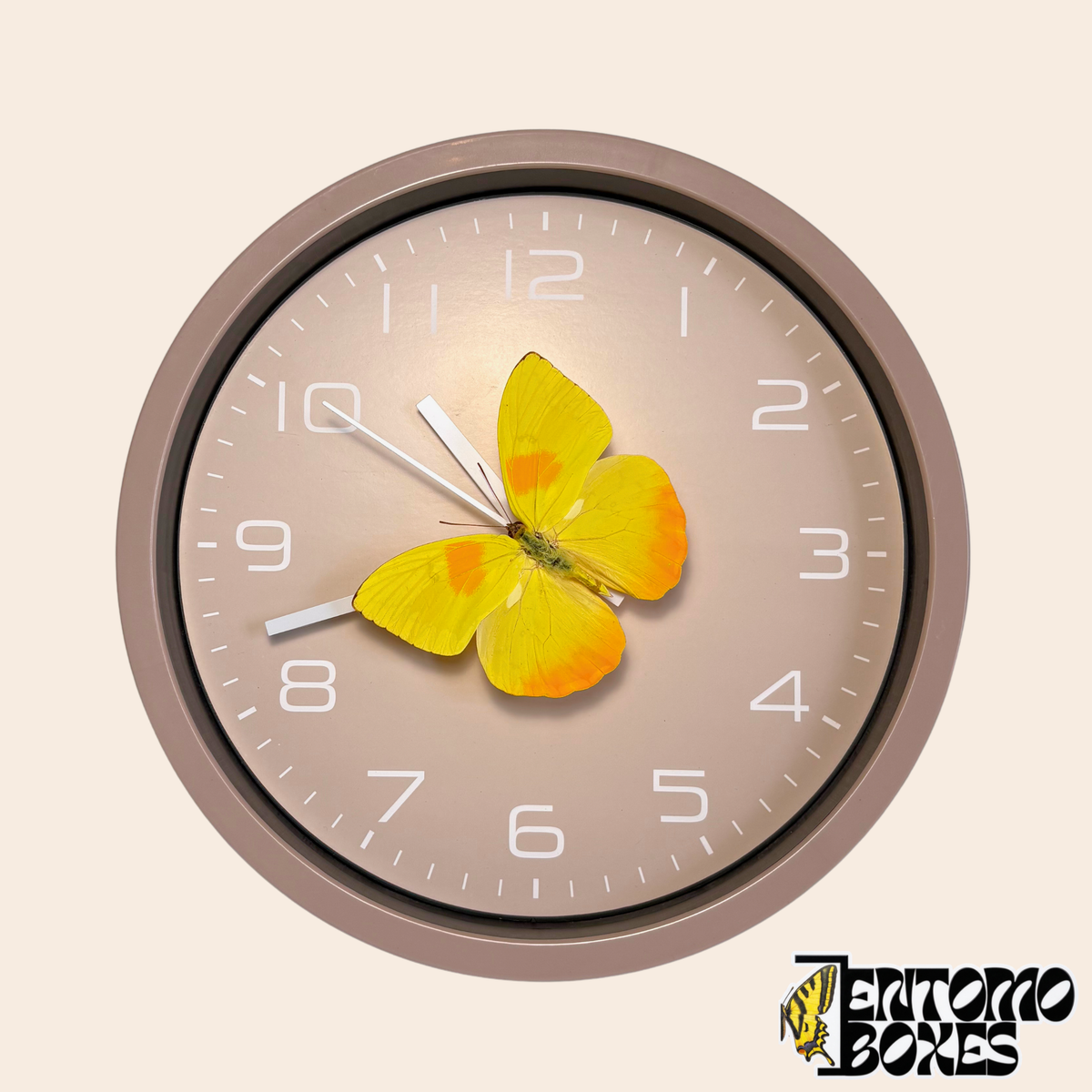 Wanduhr in Taupe mit einem echten gelben Schmetterling (Phoebis philea) auf dem Sekundenzeiger, Vorderansicht