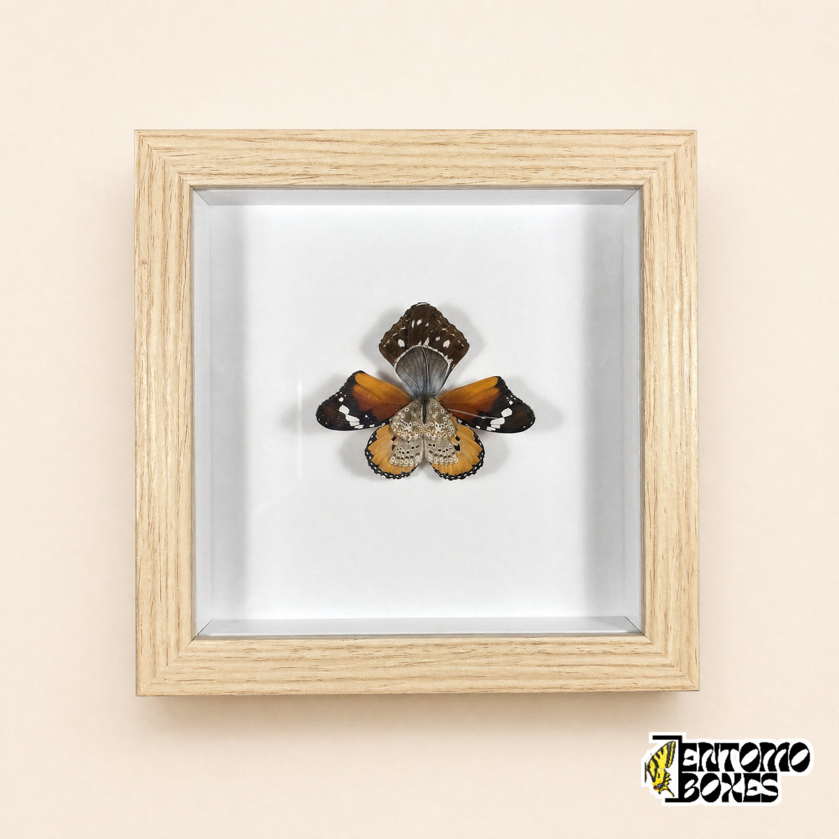 Orchideenblüte aus echten orangefarbenen, braunen und blauen Schmetterlingsflügeln in einem Schaukastenrahmen aus hellem Holz mit Glasfront, Vorderansicht