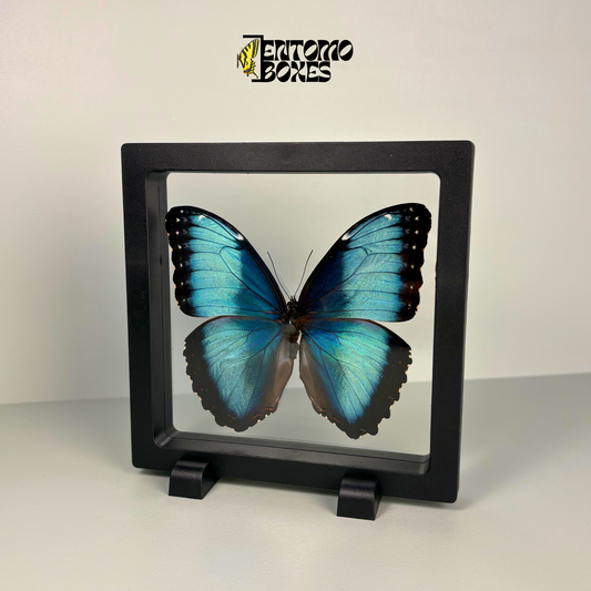Morpho-Schmetterling im transparenten Rahmen