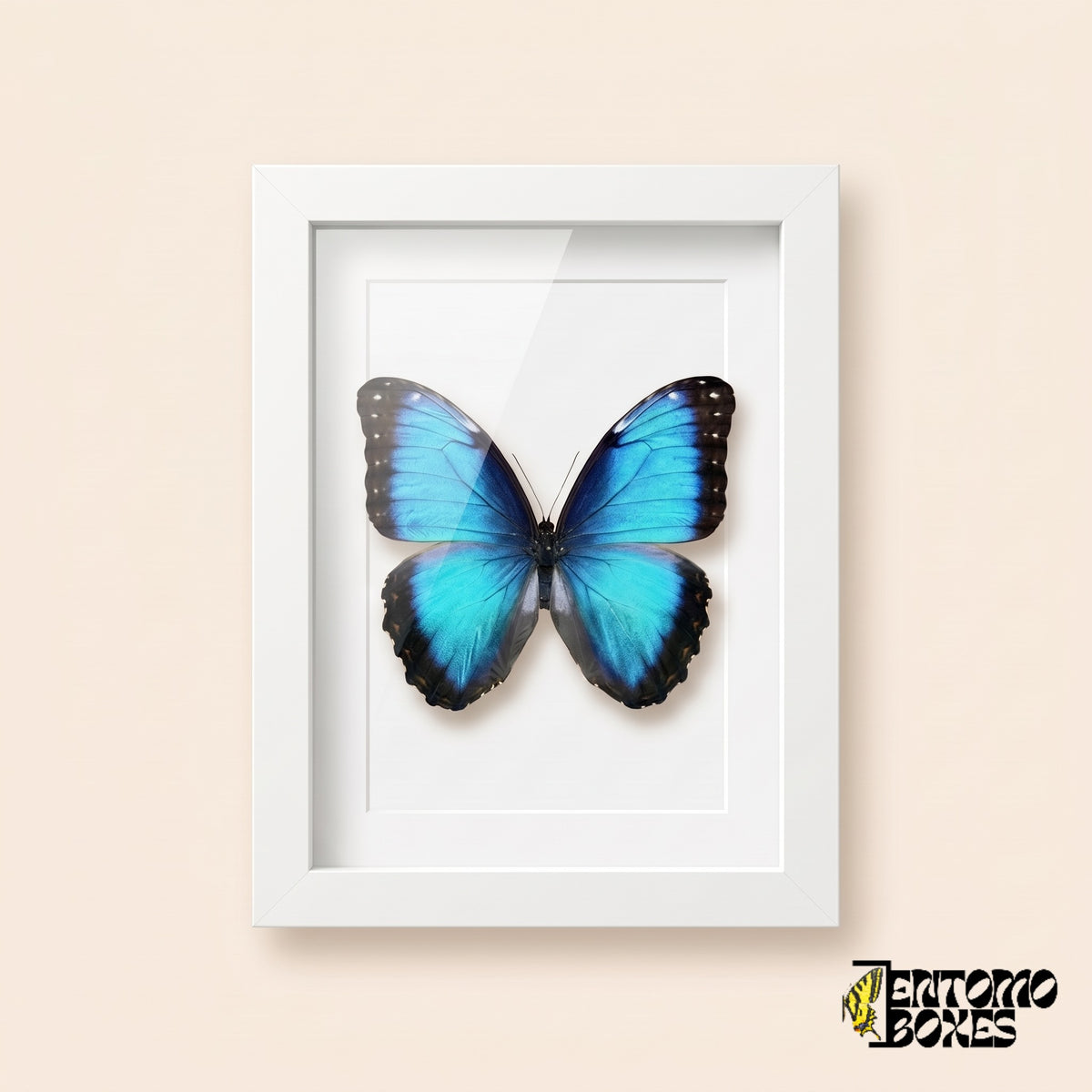 Blauer Morpho (Morpho helenor) in einem weißen Schaukastenrahmen, Vorderansicht
