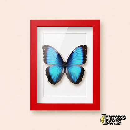 Blauer Morpho (Morpho helenor) in einem roten Schaukastenrahmen, Vorderansicht