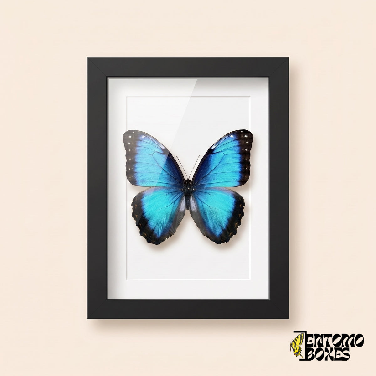 Blauer Morpho (Morpho helenor) in einem schwarzen Schaukastenrahmen, Vorderansicht