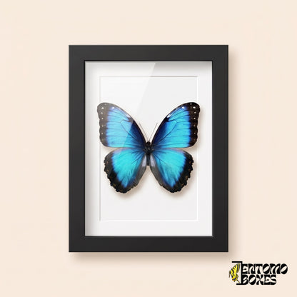 Blauer Morpho (Morpho helenor) in einem schwarzen Schaukastenrahmen, Vorderansicht