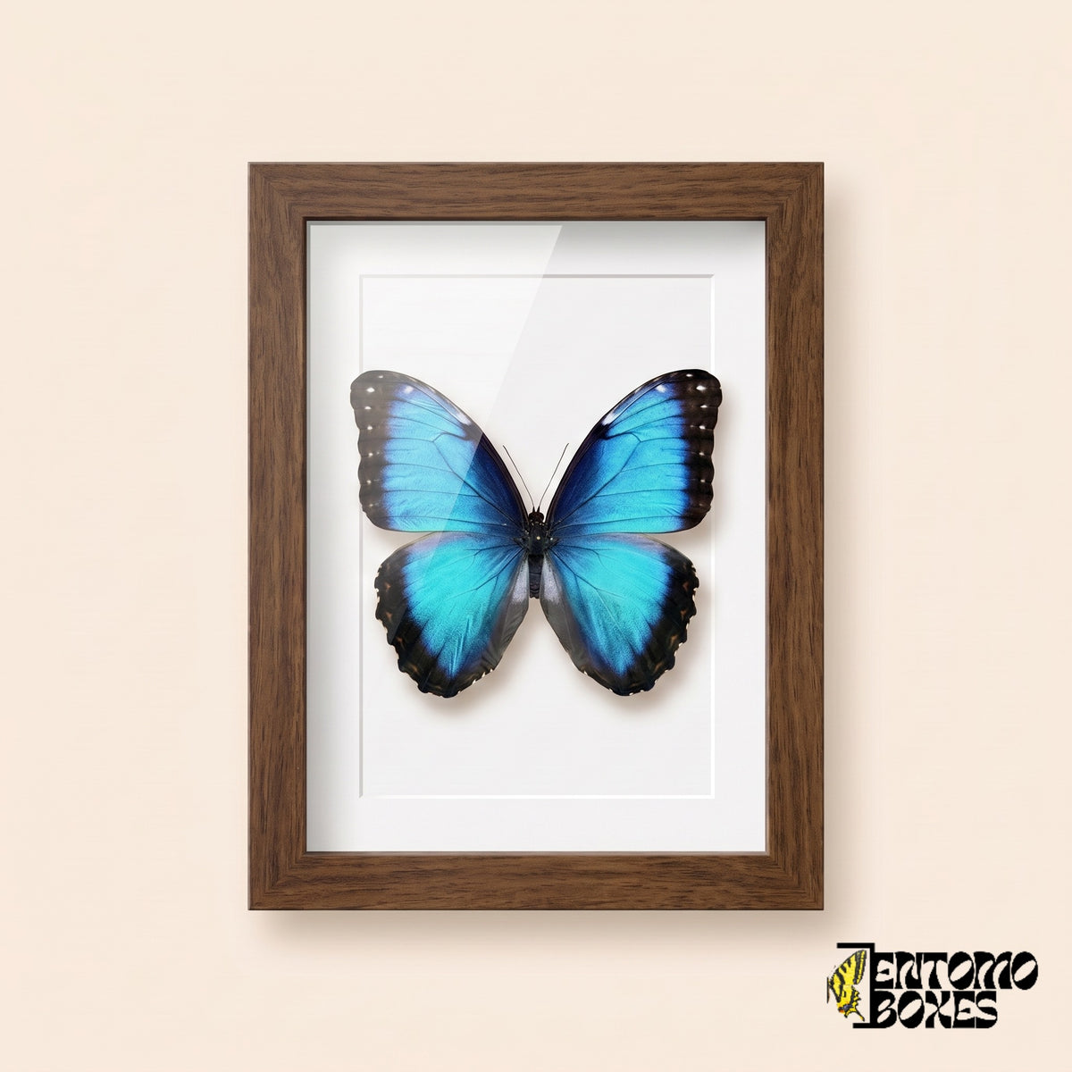 Blauer Morpho (Morpho helenor) in einem Schaukastenrahmen aus dunklem Holz, Vorderansicht