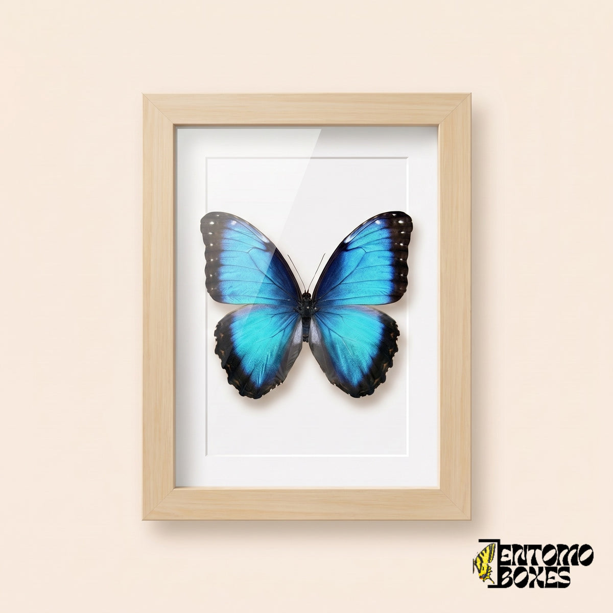 Blauer Morpho (Morpho helenor) in einem Schaukastenrahmen aus hellem Holz, Vorderansicht