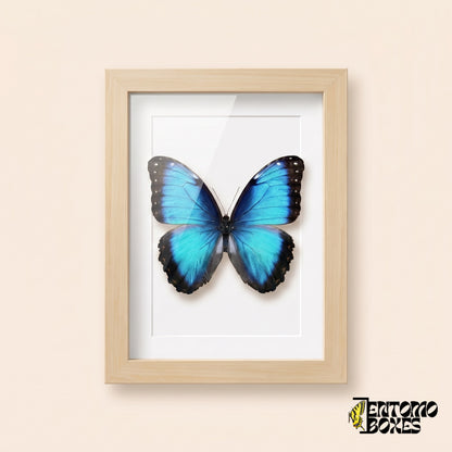 Blauer Morpho (Morpho helenor) in einem Schaukastenrahmen aus hellem Holz, Vorderansicht