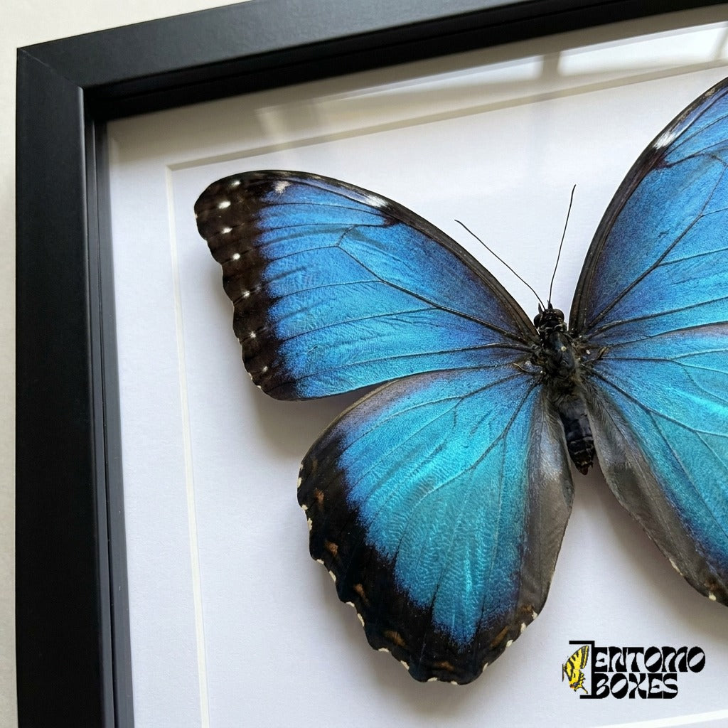 Nahaufnahme des schillernd blauen Morpho-Flügels hinter Plexiglas in einem schwarzen Rahmen