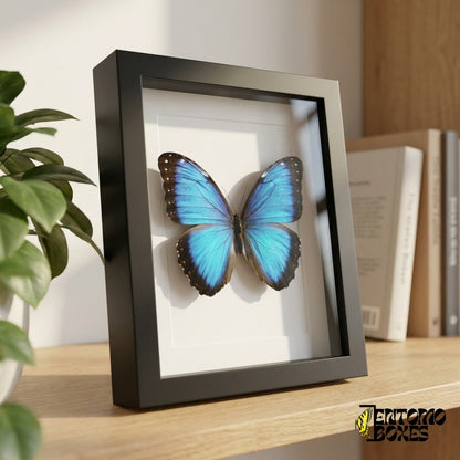 Gerahmter Blauer Morpho auf einem Holzregal, Seitenansicht mit sichtbarer Rahmentiefe