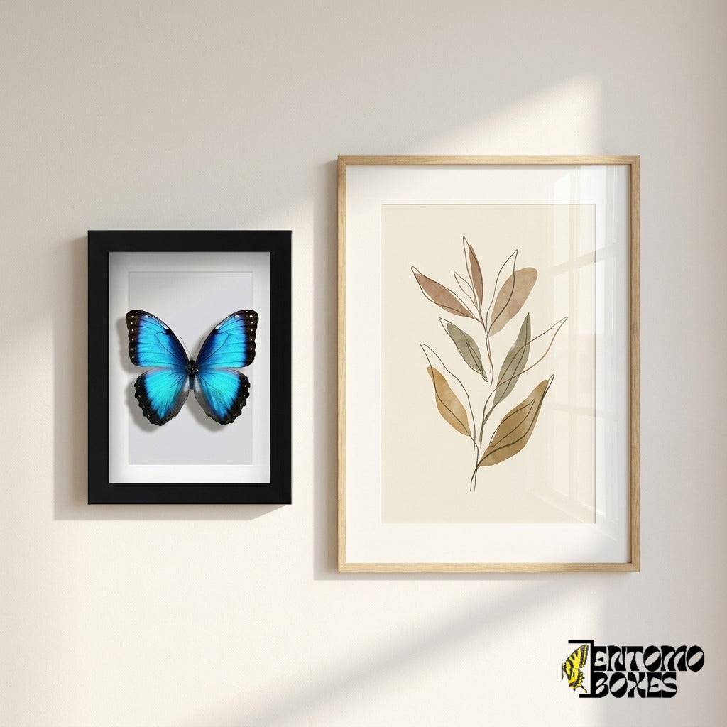 Gerahmter Blauer Morpho an der Wand neben einem botanischen Kunstposter