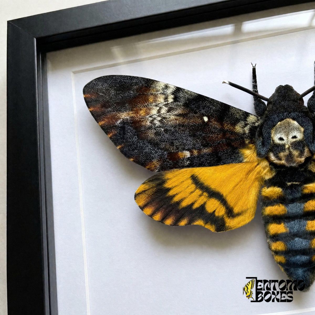 Nahaufnahme der Totenkopfzeichnung auf dem Thorax, des gemusterten Vorderflügels und des gelben Hinterflügels von Acherontia atropos hinter Plexiglas in einem schwarzen Rahmen