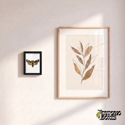 Kleiner gerahmter Totenkopfschwärmer an einer Wand neben einem botanischen Kunstposter