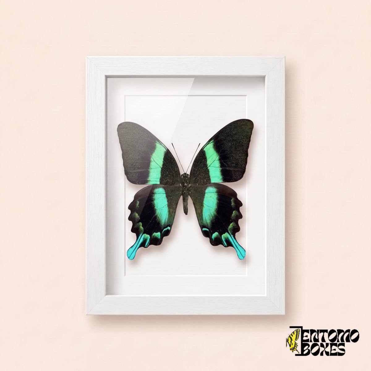 Schwalbenschwanz (Papilio blumei) mit smaragdgrünen Bändern in einem weißen Schaukastenrahmen, Vorderansicht