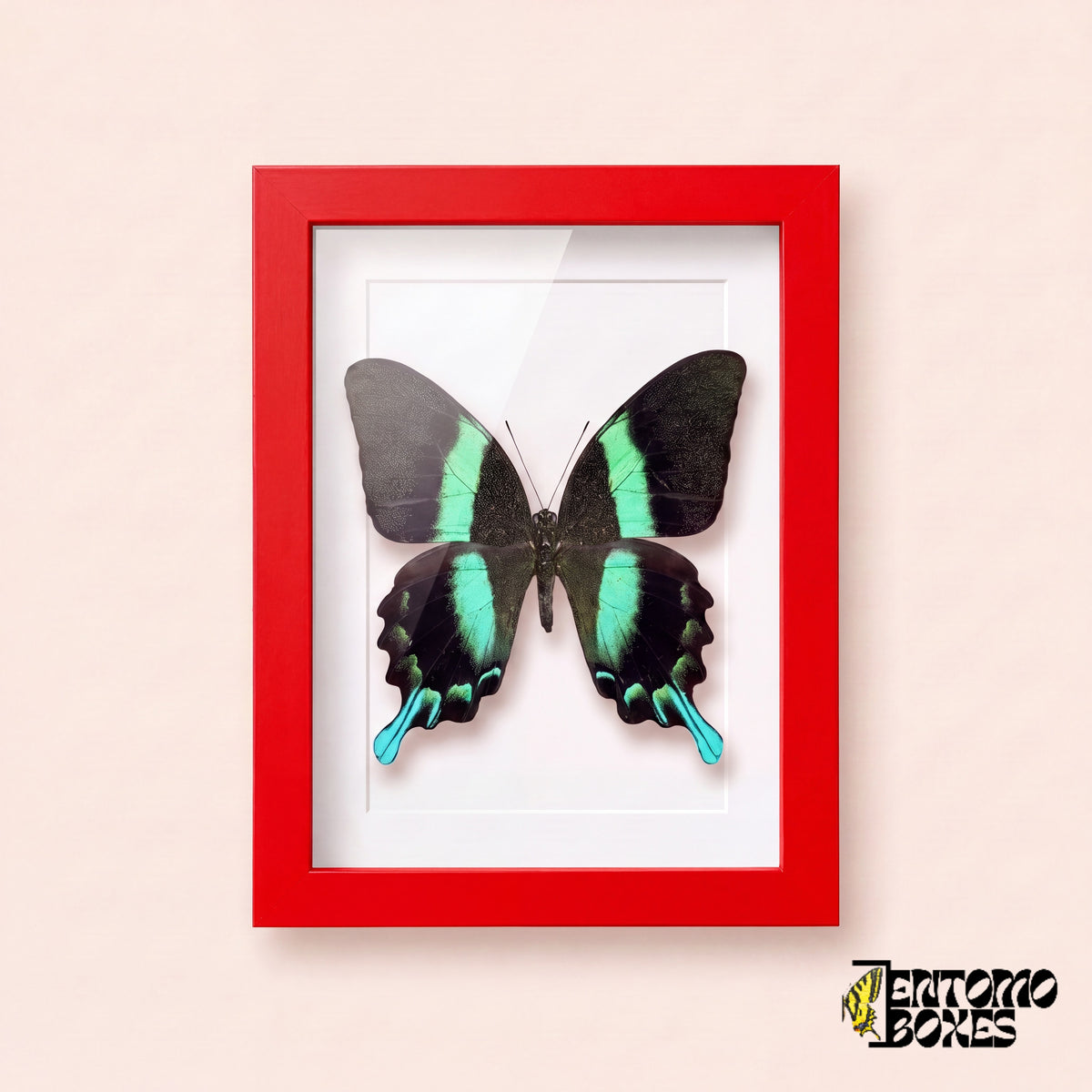 Schwalbenschwanz (Papilio blumei) in einem roten Schaukastenrahmen, Vorderansicht