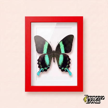 Schwalbenschwanz (Papilio blumei) in einem roten Schaukastenrahmen, Vorderansicht